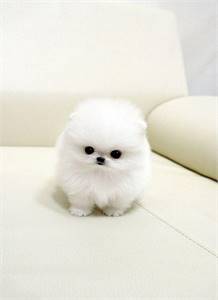 Healthy Teacup Pomeranian Puppies for sake
