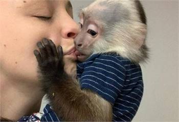 Gorgeous baby capuchin monkeys for sale.