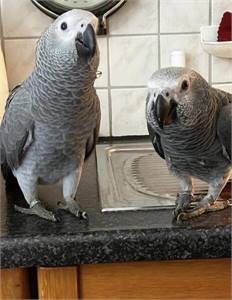 African grey Parrot for sale
