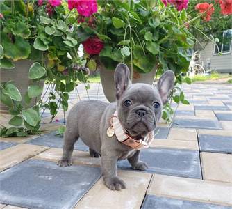 CLEAR  French bulldogs’ puppies are ready for new home rehoming