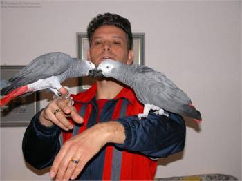 Hand fed Timneh and Congo African Grey Parrots