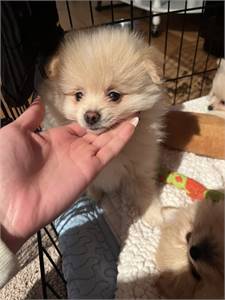 PURE BRED POMERANIAN 4 BOY 1 GIRL FOR SALE