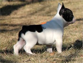 HUMBLE French bulldogs’ puppies are ready for new home rehoming