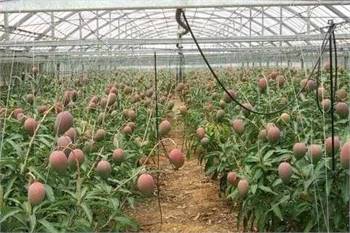 Fruit farm and gardening sugar apples for sale