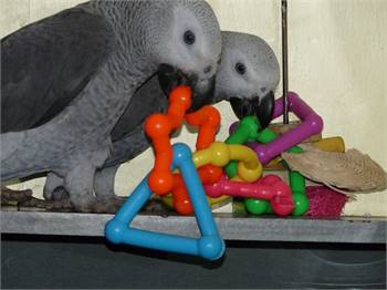 Hand Reared African Grey Parrots with Cage 