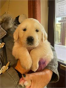 Golden Retriever puppies looking for homes