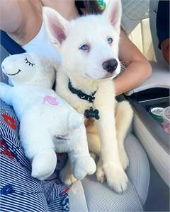 Available male and female husky puppies 