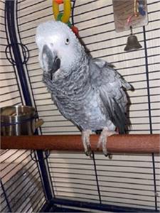 $700 ARICAN GREY PARROTS READY FOR A NEW HOME 