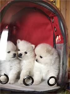 White Pomeranian boys