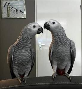 Grey African parrot 