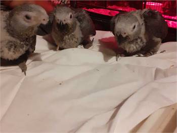 Hand reared baby african greys