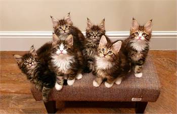 Maine Coon Kittens for sale