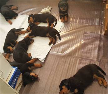 Home raised Rottweiler Puppies