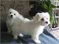 Amazing Home Pedigree Maltese Friend Partner Male And Female Ready To To Go