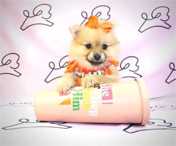 Healthy Pomeranian puppies for sale 