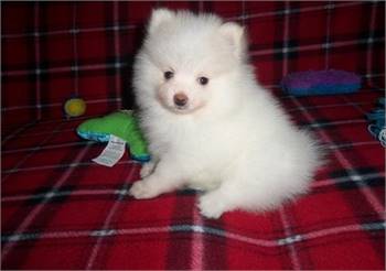 Pomeranian male and female puppies for adoption 