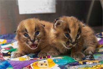 African Caracals Kitten for sale