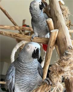Pair African Grey Parrot,