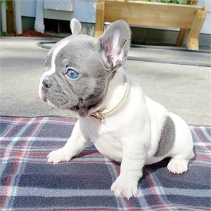 ❤️Gorgeous French Bulldog Puppies Seeking A New Home🎀 